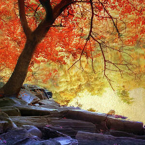 Under the Maple by Jessica Jenney