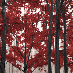 Vanadinite by Moira Risen