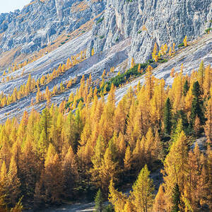Vibrant Larch Trees and Rocky Mountains by Elvira Peretsman Vibrant Larch Trees and Rocky Mountains by Elvira Peretsman