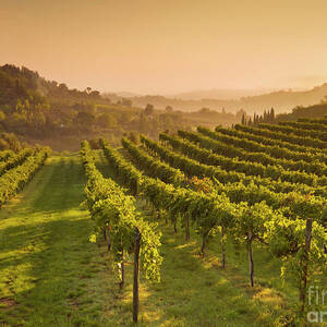 Vineyards at sunrise, Tuscan, Italy by Neale And Judith Clark