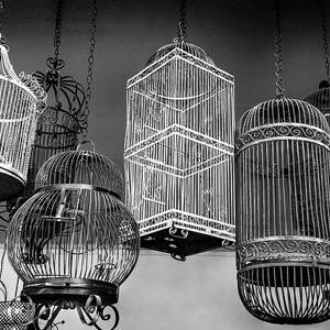 Vintage Birdcages in Black and White by Kelley King