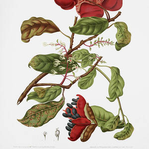 Vintage botanical illustrations - Chinese chestnut by Madame Berthe Hoola van Nooten