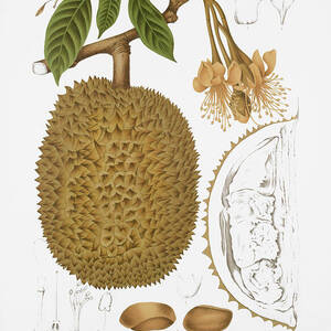Vintage botanical illustrations - Durian by Madame Berthe Hoola van Nooten