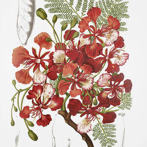 Vintage botanical illustrations - Royal poinciana tree by Madame Berthe Hoola van Nooten