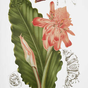 Vintage botanical illustrations - Torch ginger by Madame Berthe Hoola van Nooten