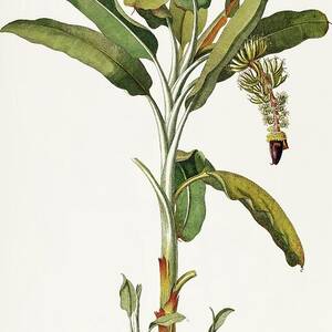 Vintage fruits - Banana tree by Georg Dionysius G D Ehret