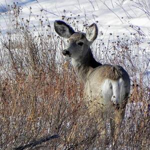 Watching by Amanda R Wright