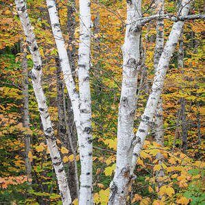 White Birch and Golden Leaves by Dave King