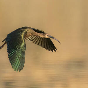 White Faced Ibis in Flight - Lassen County California by Mike Lee White Faced Ibis in Flight - Lassen County California by Mike Lee