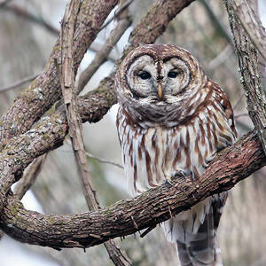 Winter Perch by Gina Fitzhugh