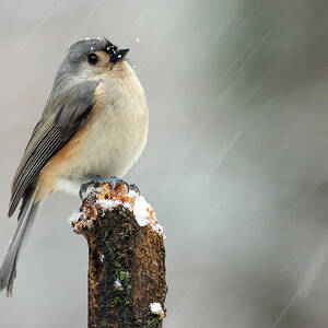 Winter Titmouse by Gina Fitzhugh