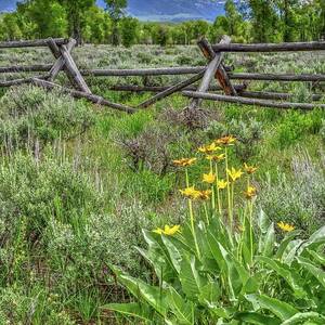 Yellowstone Summer by Randall Dill