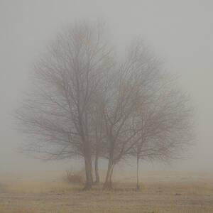 Young Oaks in Morning Fog by Mike Lee