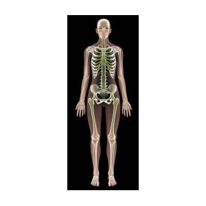 Female Skeleton #5 by Medi-Mation / Science Photo Library