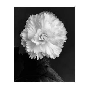 Close Up View by J. Horace McFarland