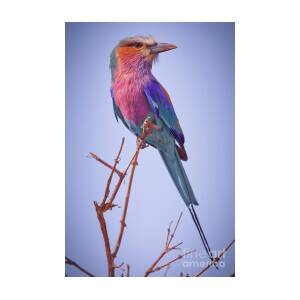 Lilac Breasted Roller on a Branch by Natural Focal Point Photography Lilac Breasted Roller on a Branch by Natural Focal Point Photography