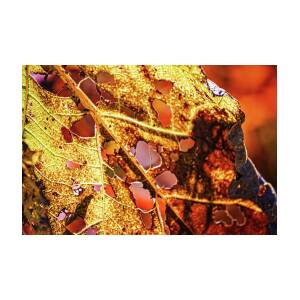 Decayed Leaf Detail in Sunlight by Tatiana Travelways Decayed Leaf Detail in Sunlight by Tatiana Travelways