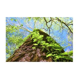 Mammoth Sycamore by Steven Nelson Mammoth Sycamore by Steven Nelson