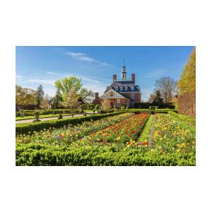 Tulip Garden at the Governor's Palace by Rachel Morrison